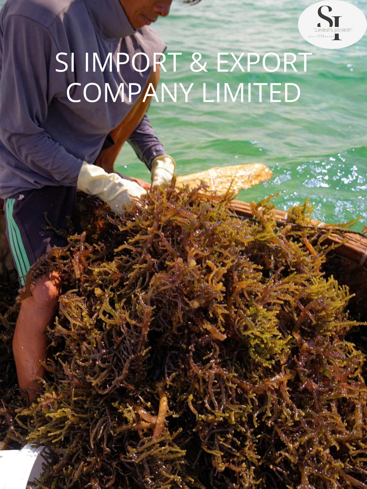 Dried Sea Moss