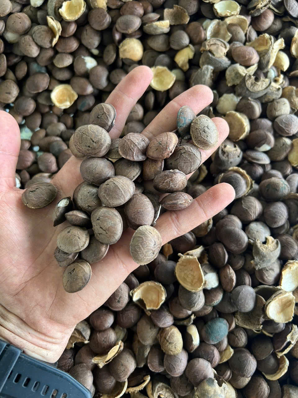 Sacha Inchi Nuts