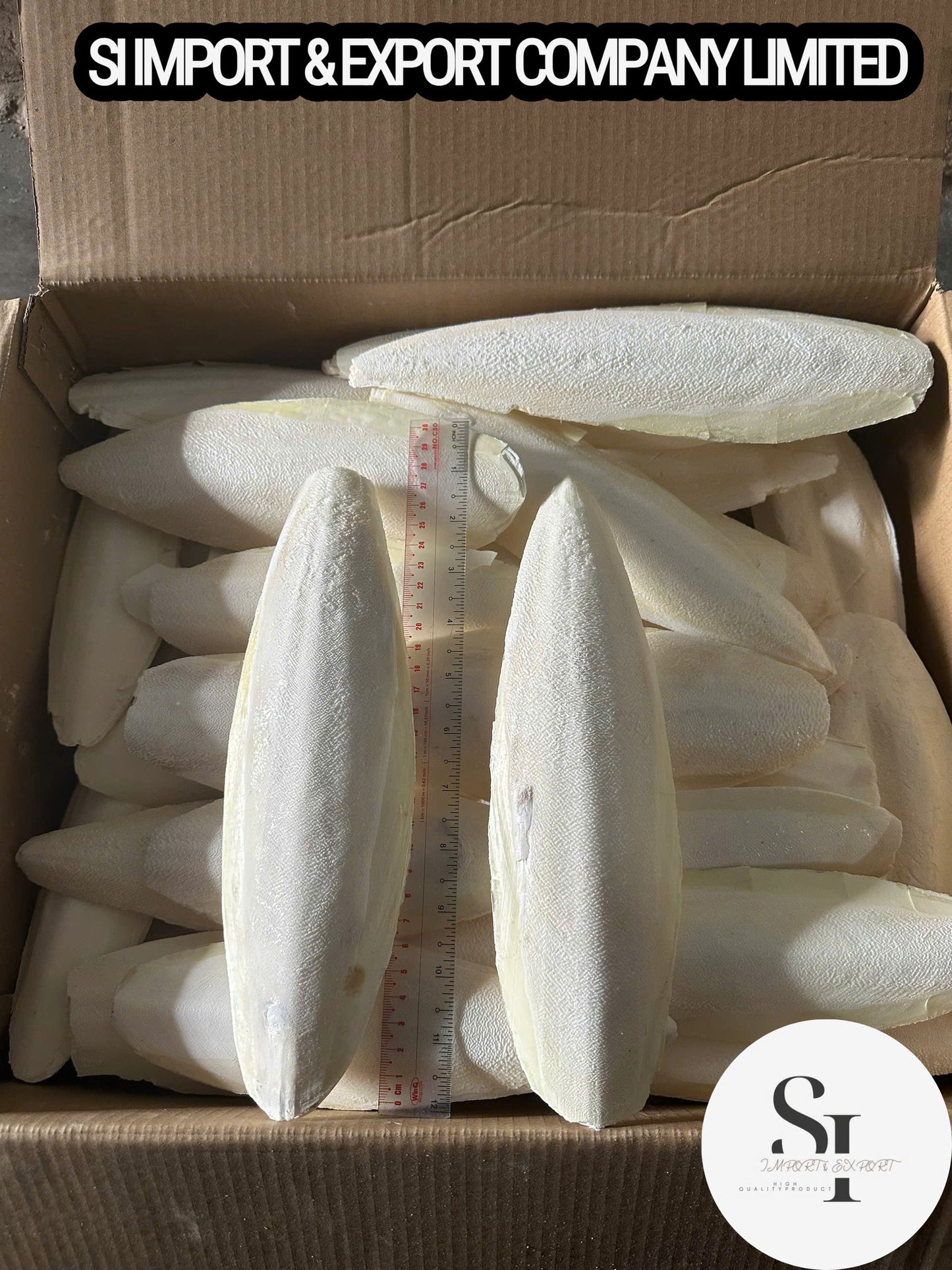 Cuttlefish Bone
