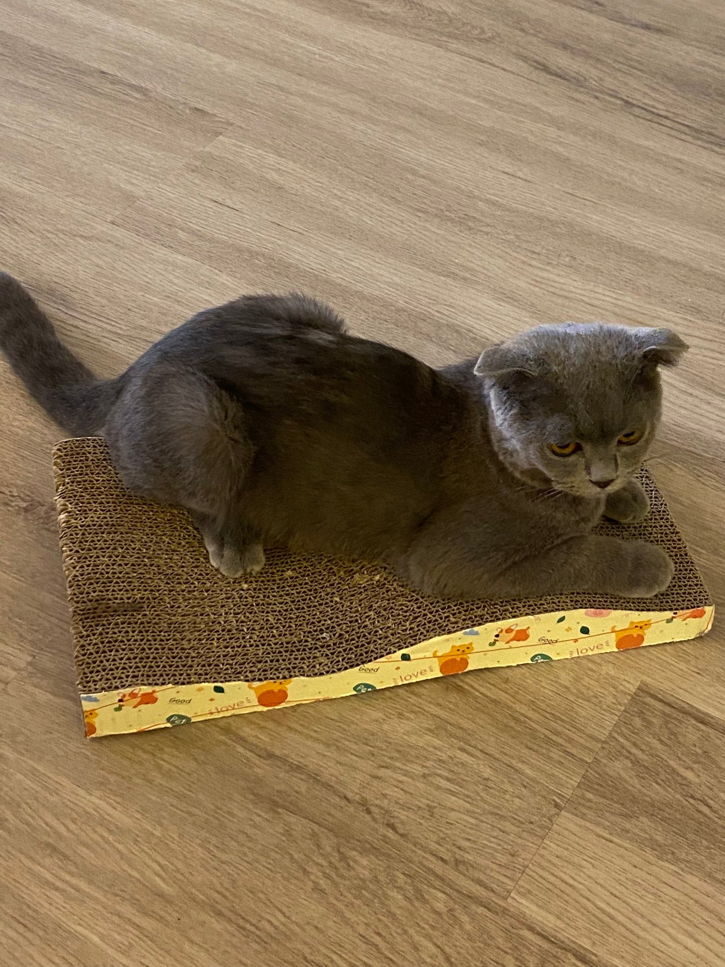 Paper Cat Scratcher