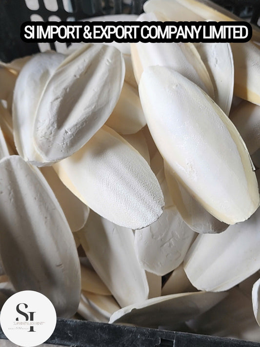 Cuttlefish Bone