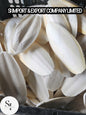 Cuttlefish Bone
