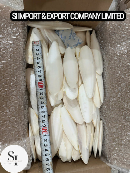 Cuttlefish Bone