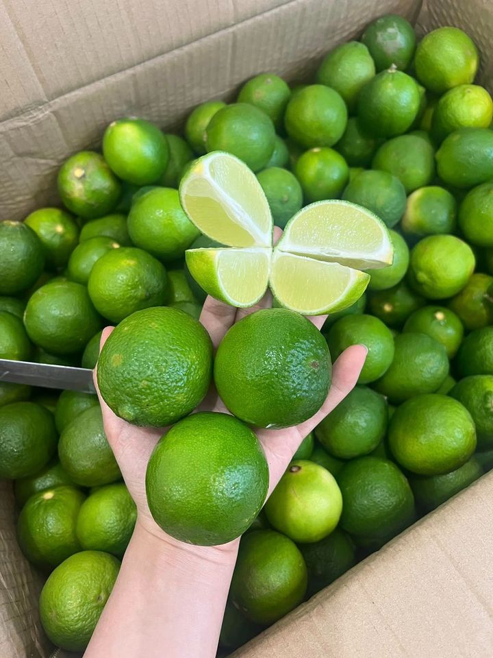 Fresh Seedless Lemon