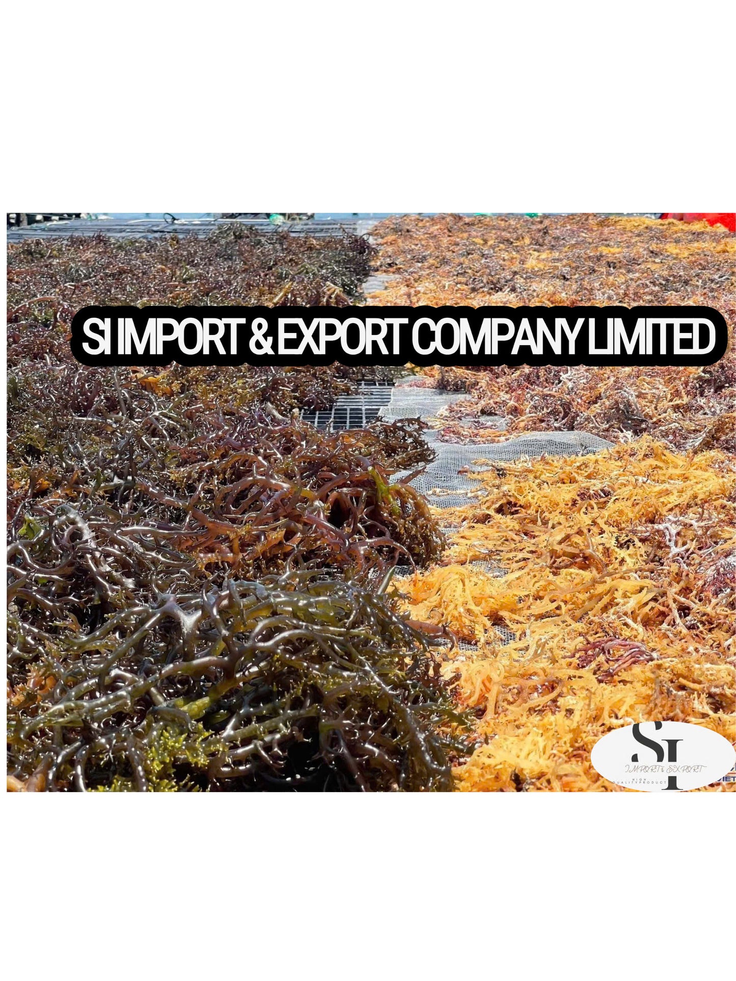 Dried Sea Moss