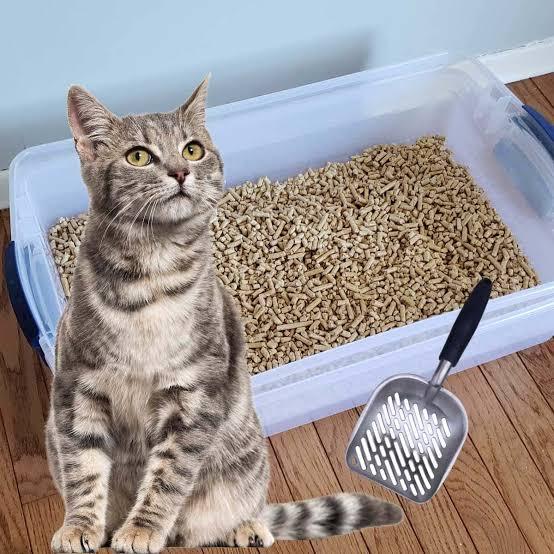 Cat Litter