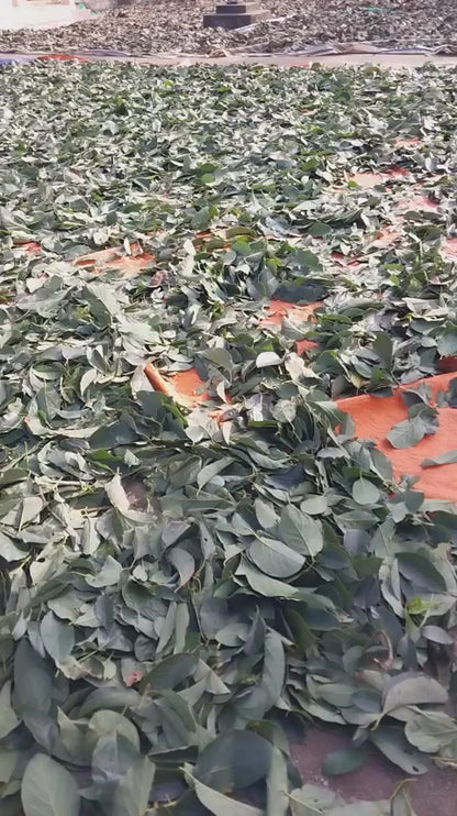 Dried Soursop Leaves